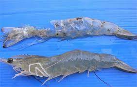 khoáng k3-tìm hiểu về chu kỳ lột xác của tôm