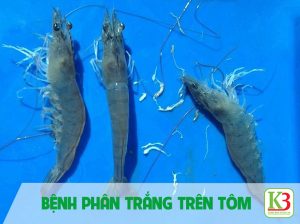 Bệnh phân trắng và cách phòng ngừa