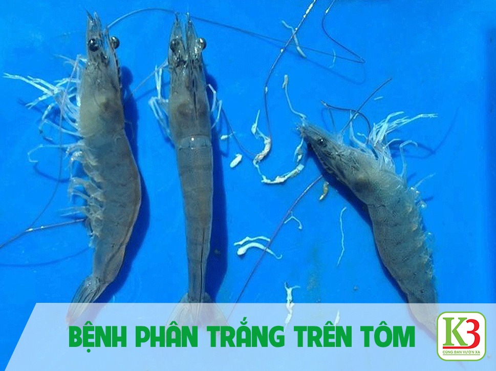 BỆNH PHẤN TRẮNG