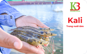 THIẾU KHOÁNG KALI TRONG AO NUÔI TÔM NGUYÊN NHÂN VÀ GIẢI PHÁP