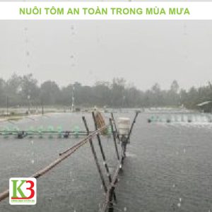 nuôi tôm an toàn trong mùa mưa