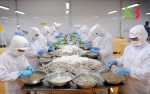 Nỗ lực trong quy trình chế biến tôm xuất khẩu