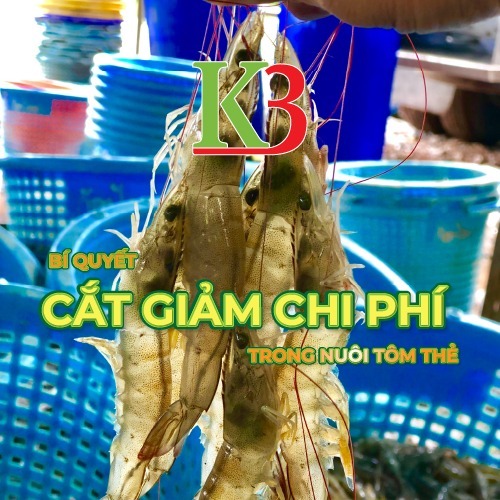 BÍ QUYẾT TIẾT KIỆM, CẮT GIẢM CHI PHÍ TRONG NUÔI TÔM THẺ CHÂN TRẮNG THÂM CANH