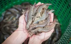 BÍ QUYẾT TIẾT KIỆM, CẮT GIẢM CHI PHÍ TRONG NUÔI TÔM THẺ CHÂN TRẮNG THÂM CANH