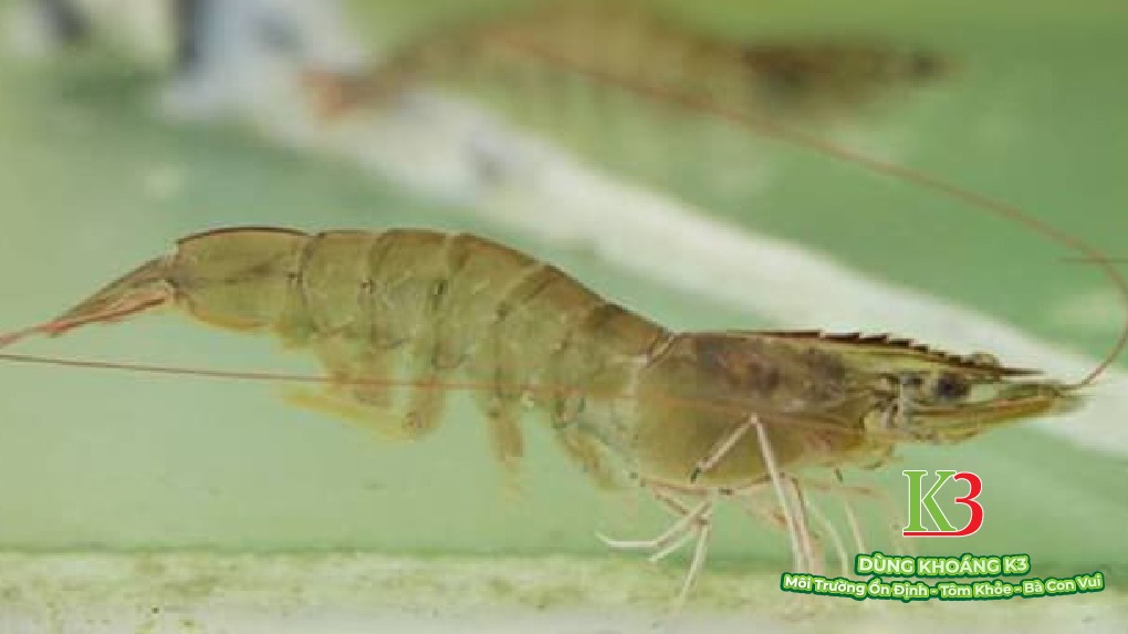 tôm thẻ chân trắng