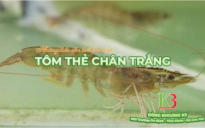 Tôm thẻ chân trắng và những điều bạn cần biết