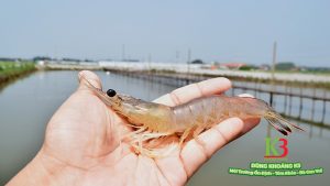 Tôm thẻ chân trắng và những điều bạn cần biết.