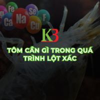 TÔM CẦN GÌ TRONG QUÁ TRÌNH LỘT XÁC