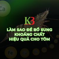 LÀM SAO ĐỂ BỔ SUNG KHOÁNG CHẤT HIỆU QUẢ CHO TÔM
