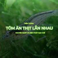 TÔM ĂN THỊT LẪN NHAU HIỆN TƯỢNG NGUYÊN NHÂN VÀ BIỆN PHÁP HẠN CHẾ