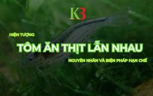 Hiện Tượng Tôm Ăn Nhau:Nguyên Nhân Và Biện Pháp Hạn Chế