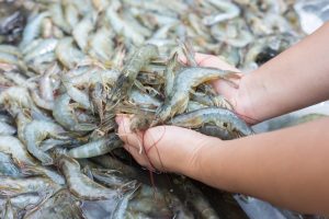 tôm Việt Nam xuất khẩu sang Trung Quốc