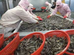 Xuất khẩu tôm 2