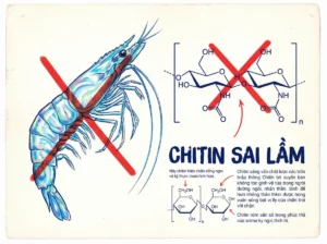 Tôm tươi sống - nguồn nguyên liệu không chứa Chitin như bạn lầm tưởng. Chú thích này nhấn mạnh sự sai lầm phổ biến về thành phần dinh dưỡng của tôm.