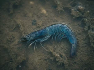 Tôm thẻ chân trắng với sắc xanh đậm bất thường, biểu hiện rõ sự suy yếu, ám ảnh trên nền ao nuôi đục mờ.