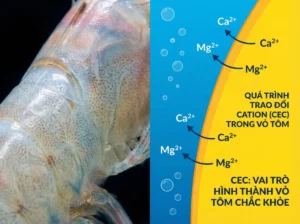 Vỏ tôm thẻ chân trắng chắc khỏe được hình thành nhờ quá trình trao đổi cation, giúp hấp thụ khoáng chất quan trọng. Biểu đồ minh họa cho thấy vai trò của CEC trong sự phát triển của vỏ tôm.