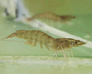 Thực Hư Về Khoáng Tạt