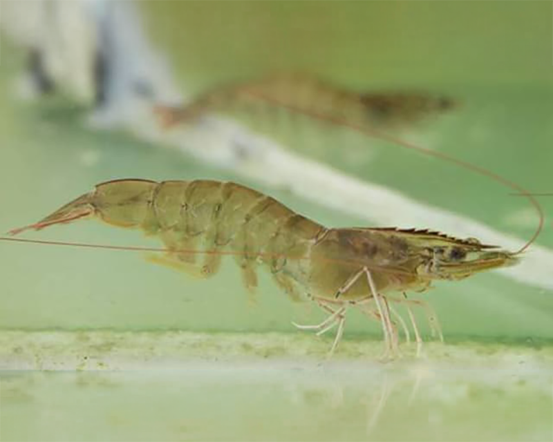 Thực Hư Về Khoáng Tạt