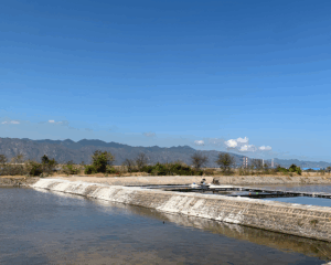 nước ót biển là gì