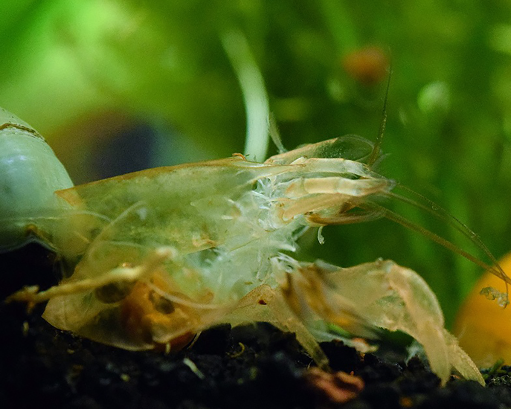 Vai trò của nước ót trong nuôi tôm