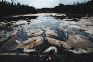 Xử lý tôm bỏ ăn, giảm ăn: Nguyên nhân & Giải pháp dứt điểm