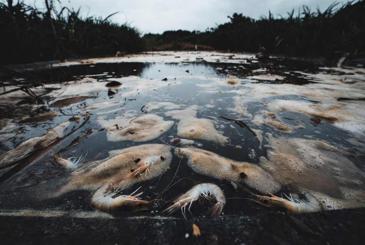 Xử lý tôm bỏ ăn, giảm ăn: Nguyên nhân & Giải pháp dứt điểm