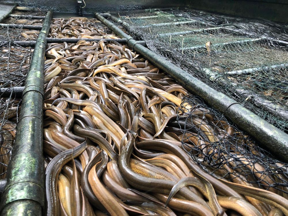 kỹ thuật nuôi lươn không bùn