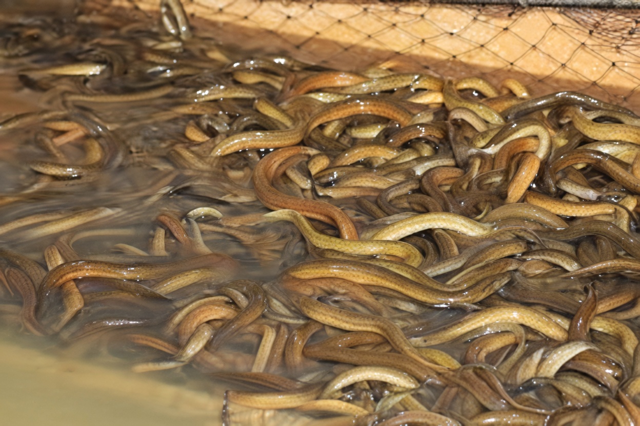 kỹ thuật nuôi lươn không bùn, khởi nghiệp nông nghiệp, giá lươn thương phẩm, bể nuôi lươn, khoáng thủy sản