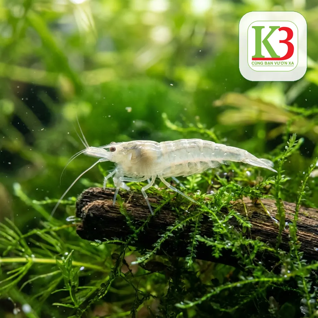 Kiểm tra chỉ số ao khi tôm lột xác đồng loạt