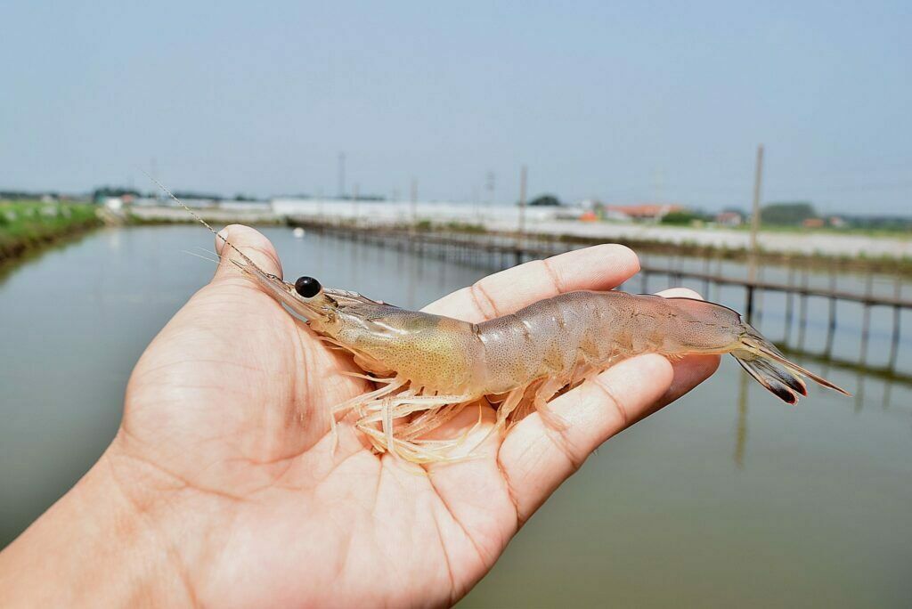 nuôi tôm thành công