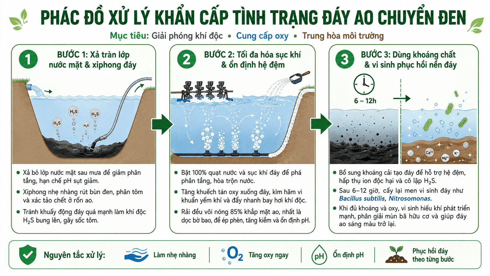 phác đồ xử lý ao