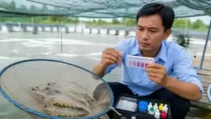 tôm mềm vỏ cong thân