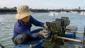 kiểm tra quạt nước ao tôm sau mưa
