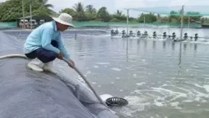 xi phông đáy ao tôm