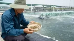 đọc nhá ăn sau mưa