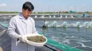 KỸ THUẬT NUÔI TÔM THẺ CHÂN TRẮNG ĐẠT NĂNG SUẤT CAO