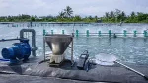 Thiết Bị Nuôi Tôm Cần Có Trong Ao Nuôi: Tối Ưu Hóa Hiệu Suất Nuôi Tôm