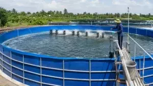 Ưu Điểm và Nhược Điểm Của Ao Nuôi Tôm Thẻ Chân Trắng Dạng Khung Thép Lót Bạt