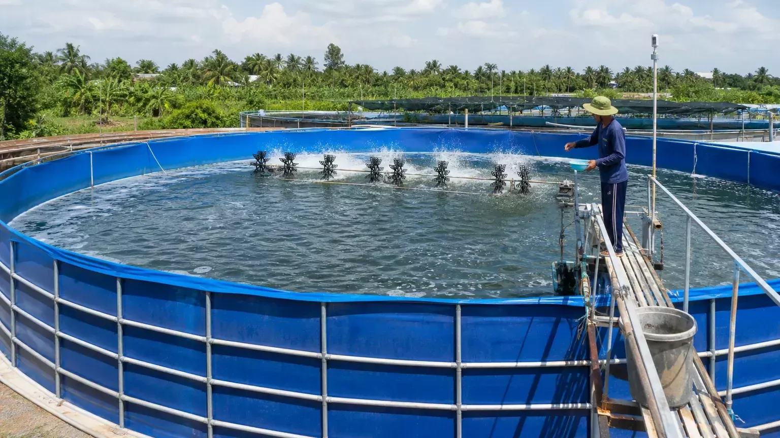 Ưu Điểm và Nhược Điểm Của Ao Nuôi Tôm Thẻ Chân Trắng Dạng Khung Thép Lót Bạt