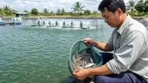 MÔ HÌNH NUÔI GHÉP TÔM THẺ CHÂN TRẮNG VÀ CÁ ĐỐI-LỢI ÍCH VƯỢT TRÔI CHO BÀ CON