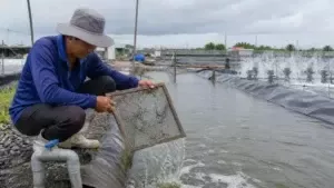 cấp nước sau mưa cho ao tôm