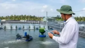 GIẢI QUYẾT BÀI TOÁN CHI PHÍ TRONG NUÔI TÔM THẺ THÂM CANH CÔNG NGHỆ CAO
