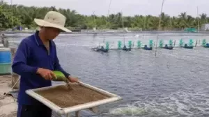 BÍ QUYẾT TIẾT KIỆM, CẮT GIẢM CHI PHÍ TRONG NUÔI TÔM THẺ CHÂN TRẮNG THÂM CANH