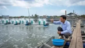 Thách Thức Đối Với Ngành Nuôi Tôm Việt Nam