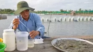 LÀM SAO ĐỂ BỔ SUNG KHOÁNG CHẤT HIỆU QUẢ CHO TÔM