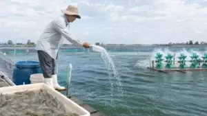 QUY TRÌNH BỔ SUNG KHOÁNG HIỆU QUẢ CHO TÔM