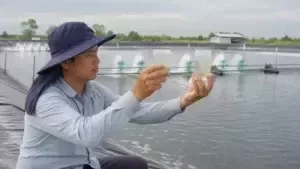 nước ao tôm bị phân tầng sau mưa