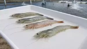 Các màu sắc thường gặp của tôm thẻ chân trắng