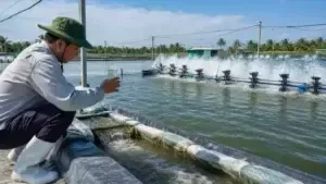 THAY NƯỚC CHO AO NUÔI TÔM: BÍ QUYẾT QUẢN LÝ MÔI TRƯỜNG AO NUÔI ĐÚNG CÁCH
