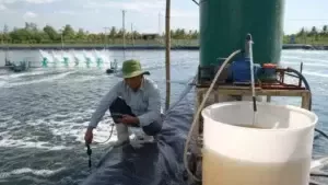 Nước ót biển trong nuôi tôm: Ưu điểm và nhược điểm